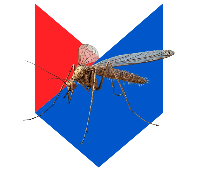 Комар Комар