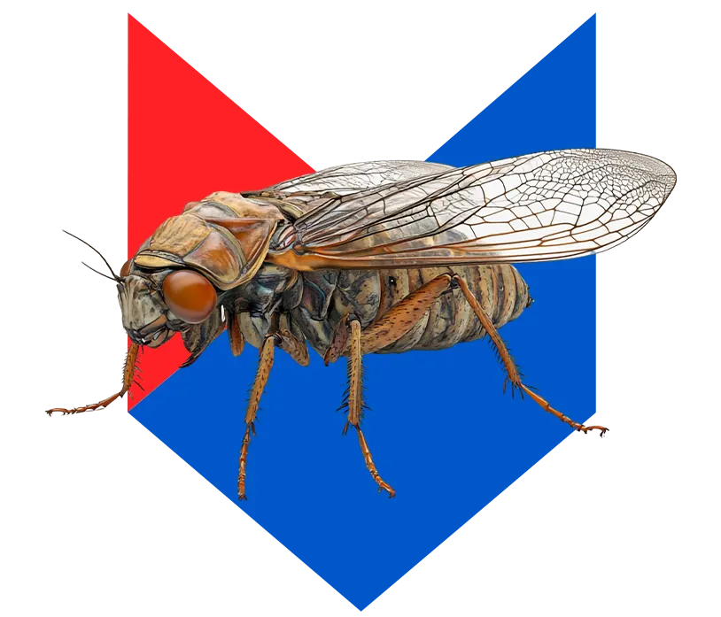 Слепень Слепень